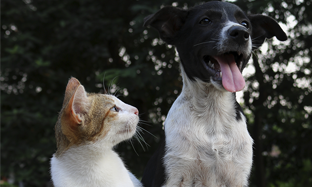 El cuidado de la piel y el oído